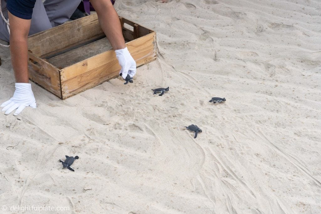 Baby turtles making their way to the ocean at Six Senses Con Dao