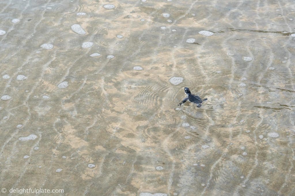 Baby turtles is released to the ocean at Con Dao