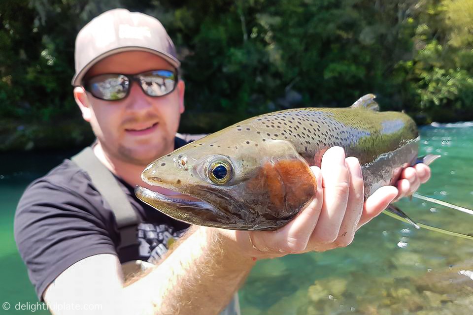 Catching trouts at Tongariro River, New Zealand 